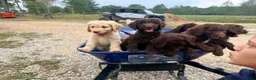 Goldendoodle dogs for sale: Goldendoodle 1 - Ad 7