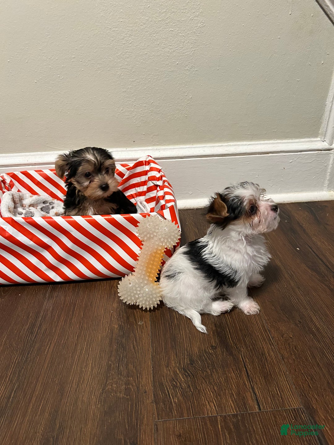 Yorkiepoo dogs for sale: TOY Size Willow - Ad 7