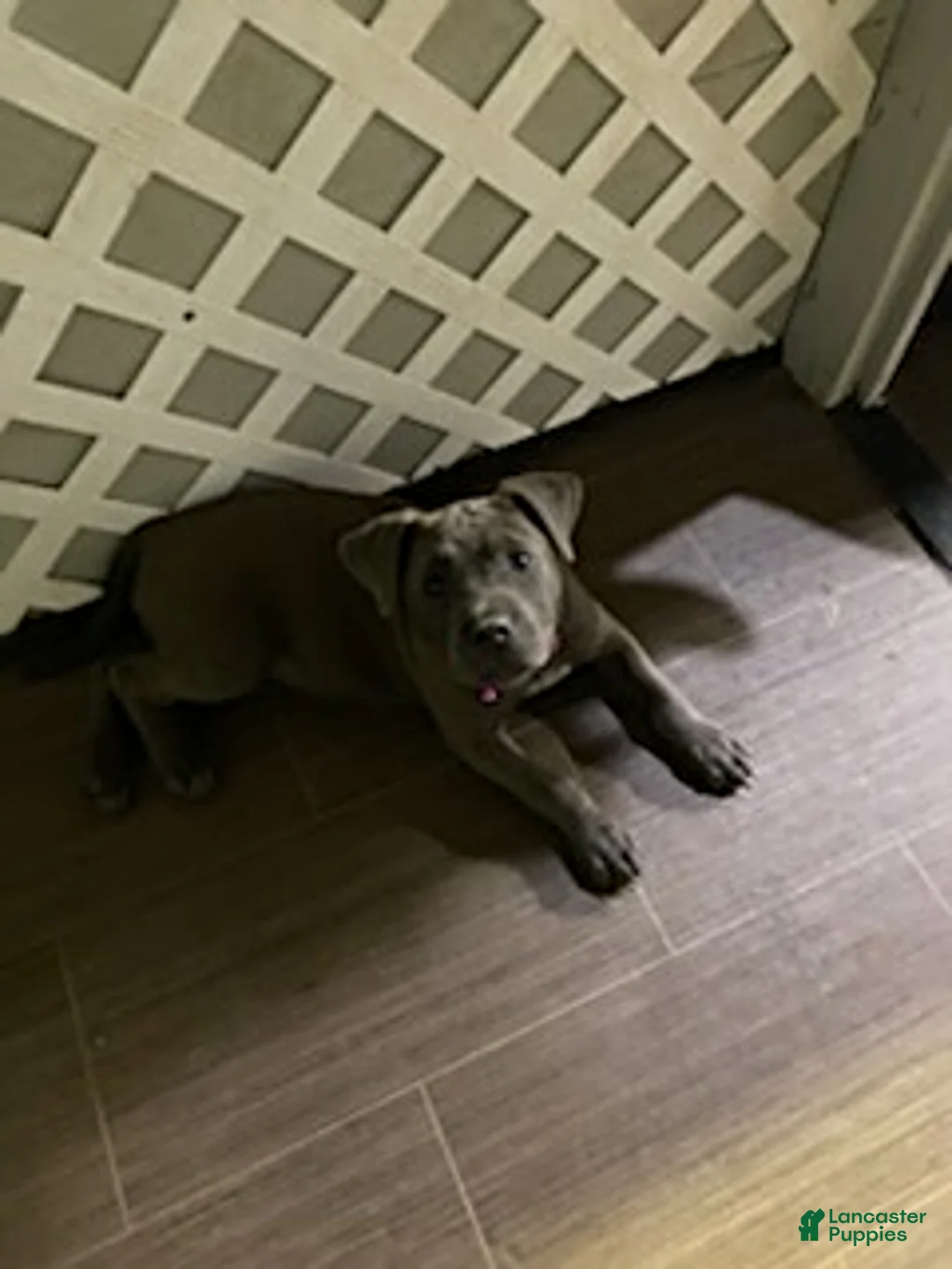 Mixed Breed dogs for sale: Mrs Brown - Ad 14