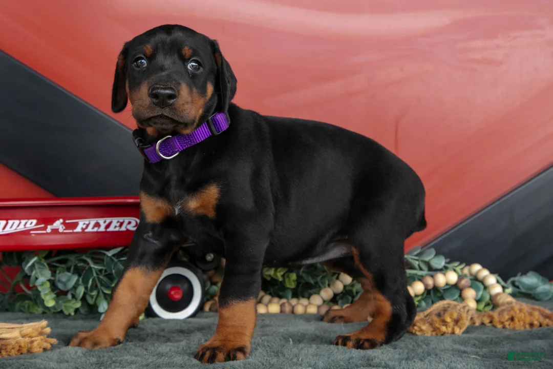 Doberman Pinscher dogs for sale: Rachel - Ad 3