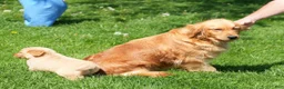 Golden Retriever dogs for sale: Sawyer - Ad 11