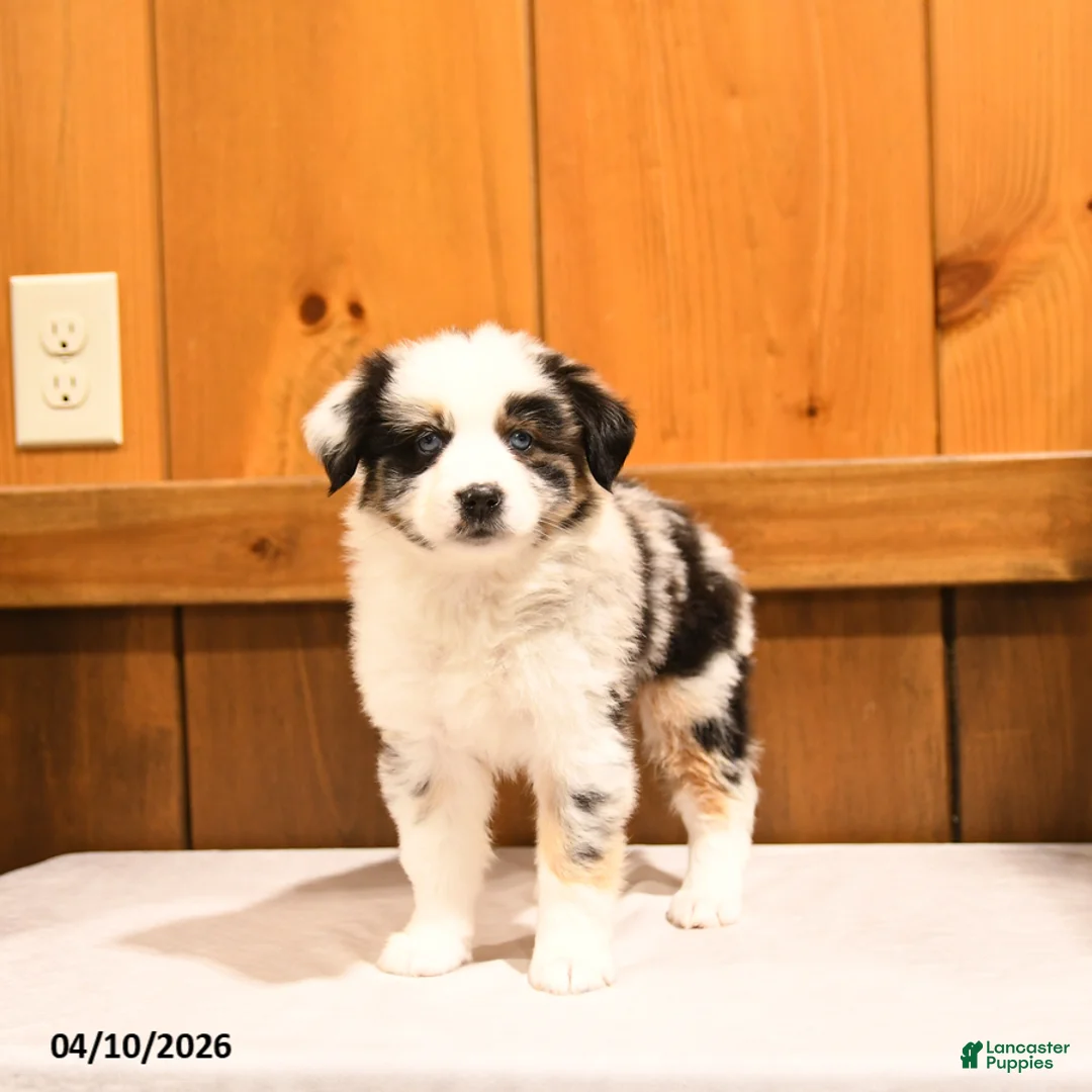 Miniature Australian Shepherd dogs for sale: Kela - Ad 1