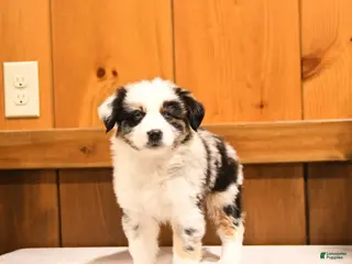 Miniature Australian Shepherd dogs for sale: Kela - Ad 2