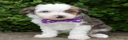 Mini Aussiedoodle dogs for sale: Mini Aspen - Ad 8