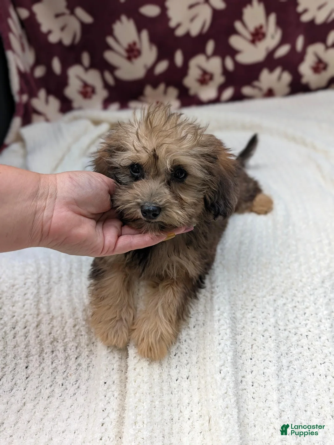 Havapoo dogs for sale: Francine - Ad 4