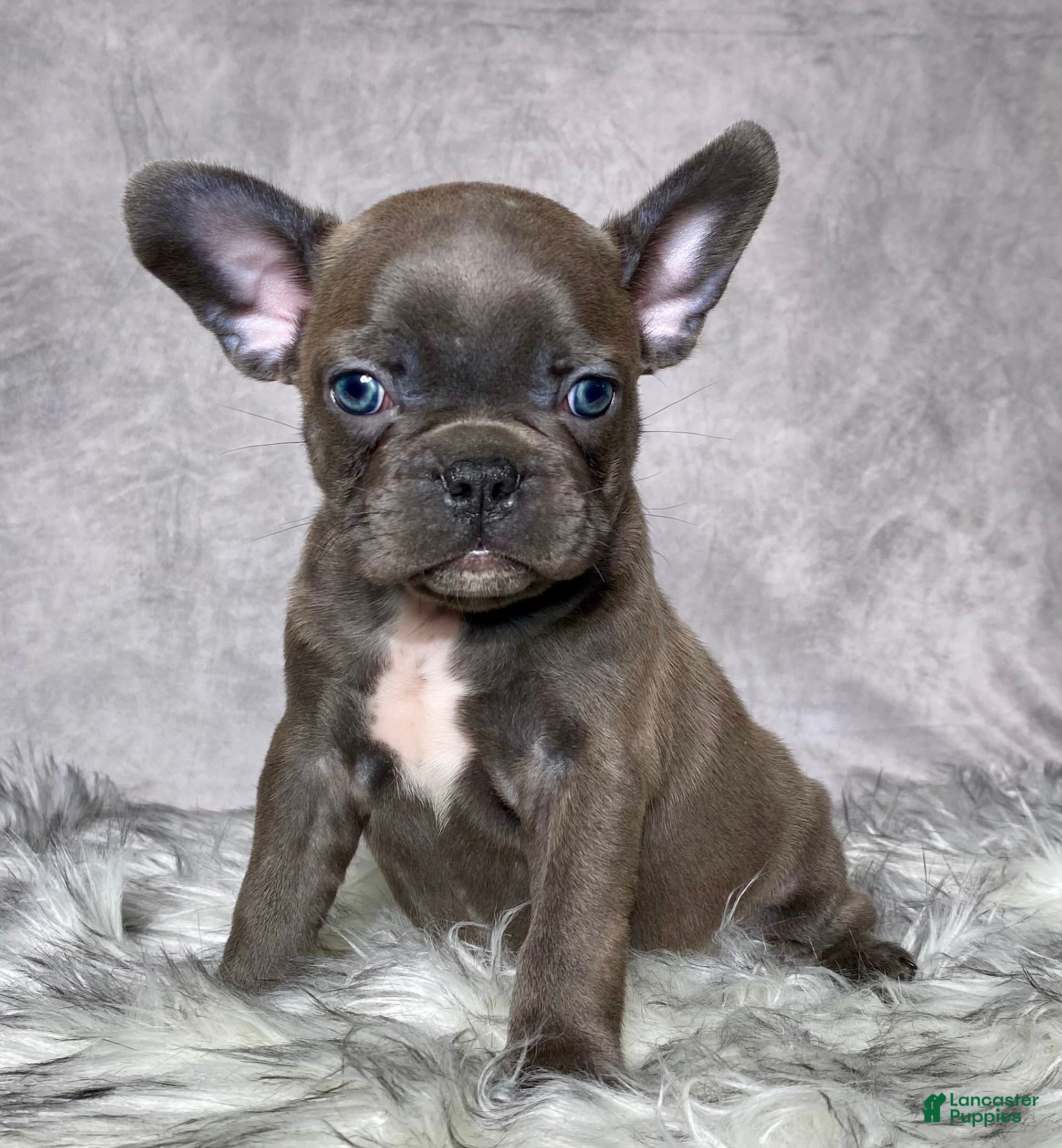 Mixed Breed dogs Mr. Titan  - Ad 2