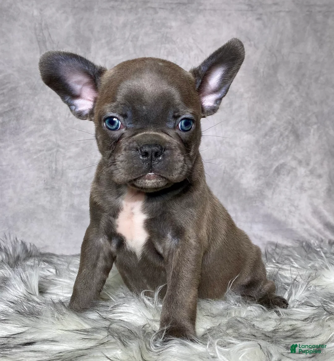 Mixed Breed dogs for sale: Mr. Titan  - Ad 2