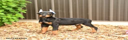 Doberman Pinscher dogs for sale: Dash - Ad 3