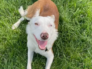 Border Collie dogs Zinny - Ad 15