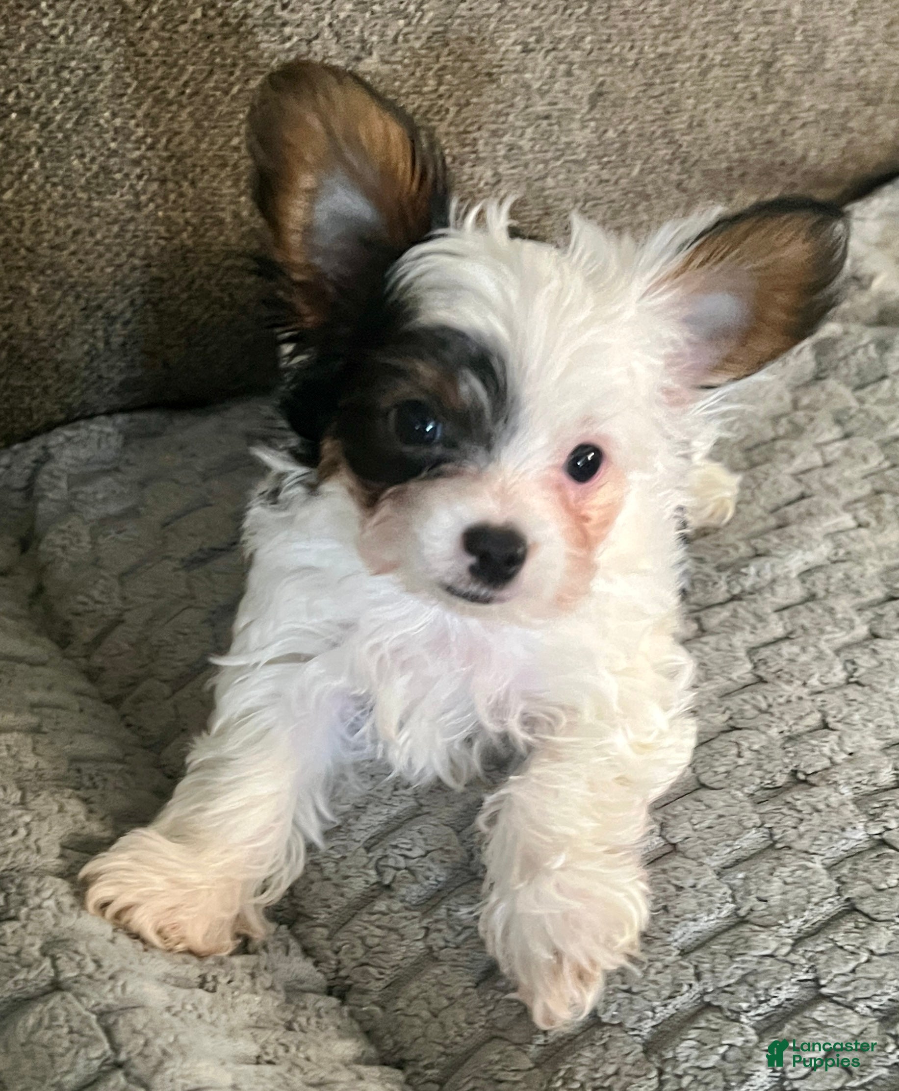 Yorkshire Terrier dogs Teacup Gizmo - Ad 2