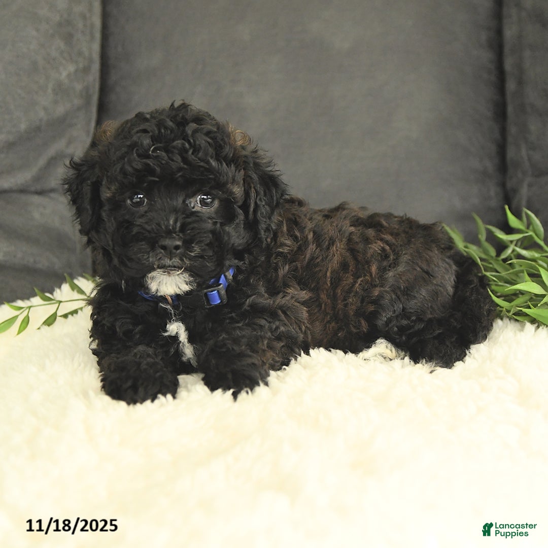 Mixed Breed dogs for sale: Mickey - Ad 4