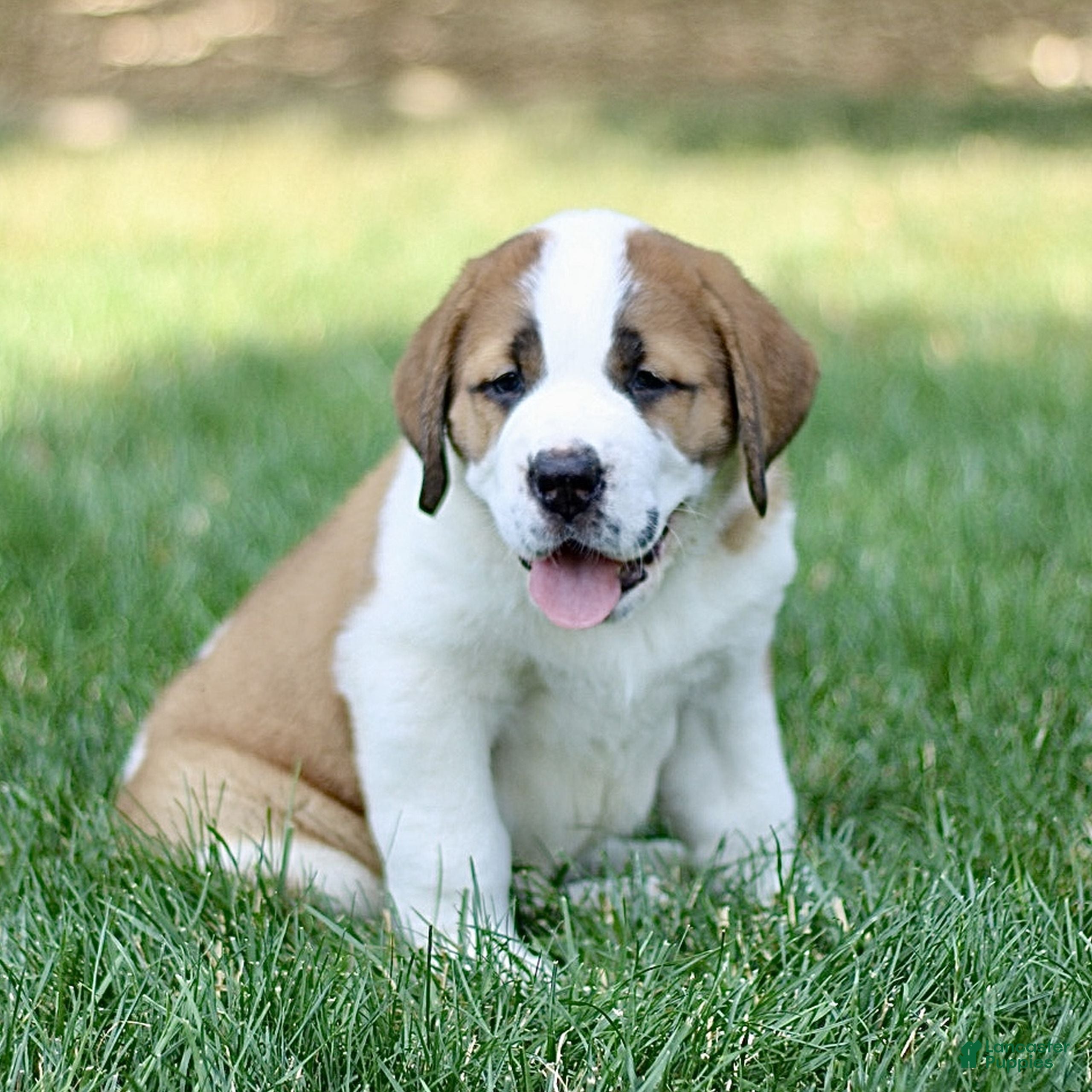 Saint Bernard dogs Marble  - Ad 1
