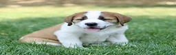 Saint Bernard dogs for sale: Marble  - Ad 1