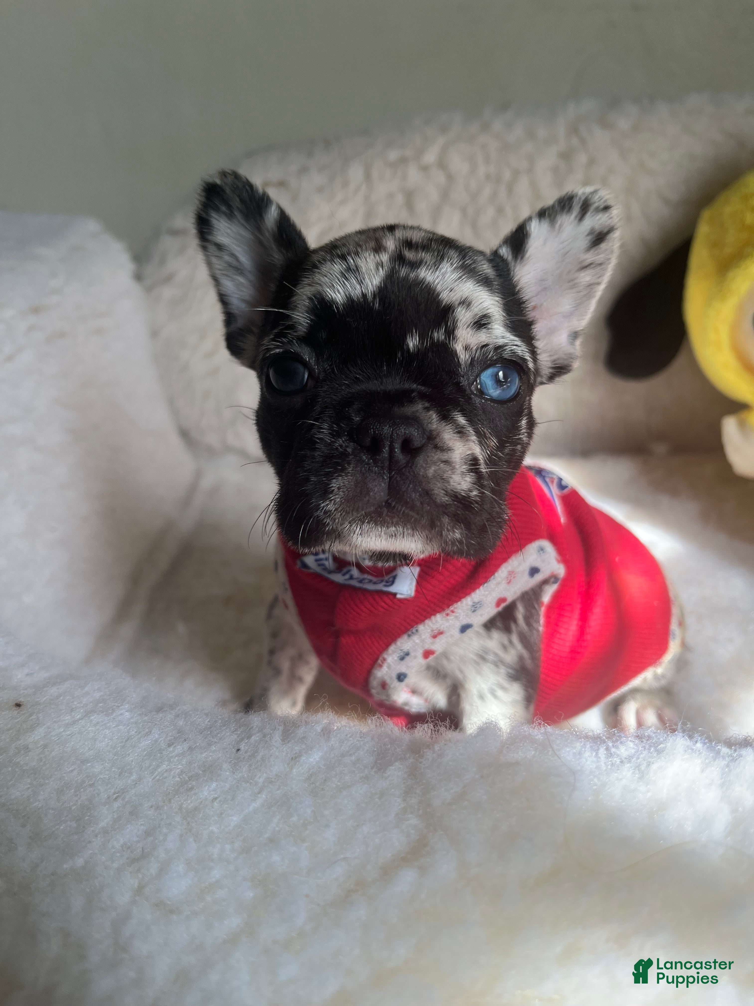 French Bulldog dogs French Bulldog Puppy 2 - Ad 29