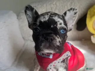 French Bulldog dogs French Bulldog Puppy 2 - Ad 29