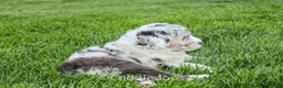 Sheepadoodle dogs for sale: Daisy - Ad 4
