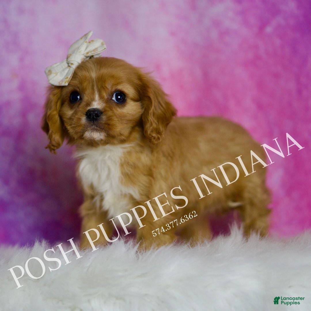 Cavalier King Charles Spaniel dogs for sale: Rose - Ad 3