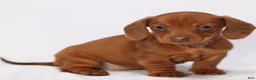 Miniature Dachshund dogs for sale: Clara - Ad 5