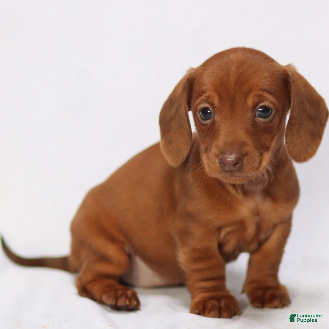 Miniature Dachshund dogs for sale: Clara - Ad 5