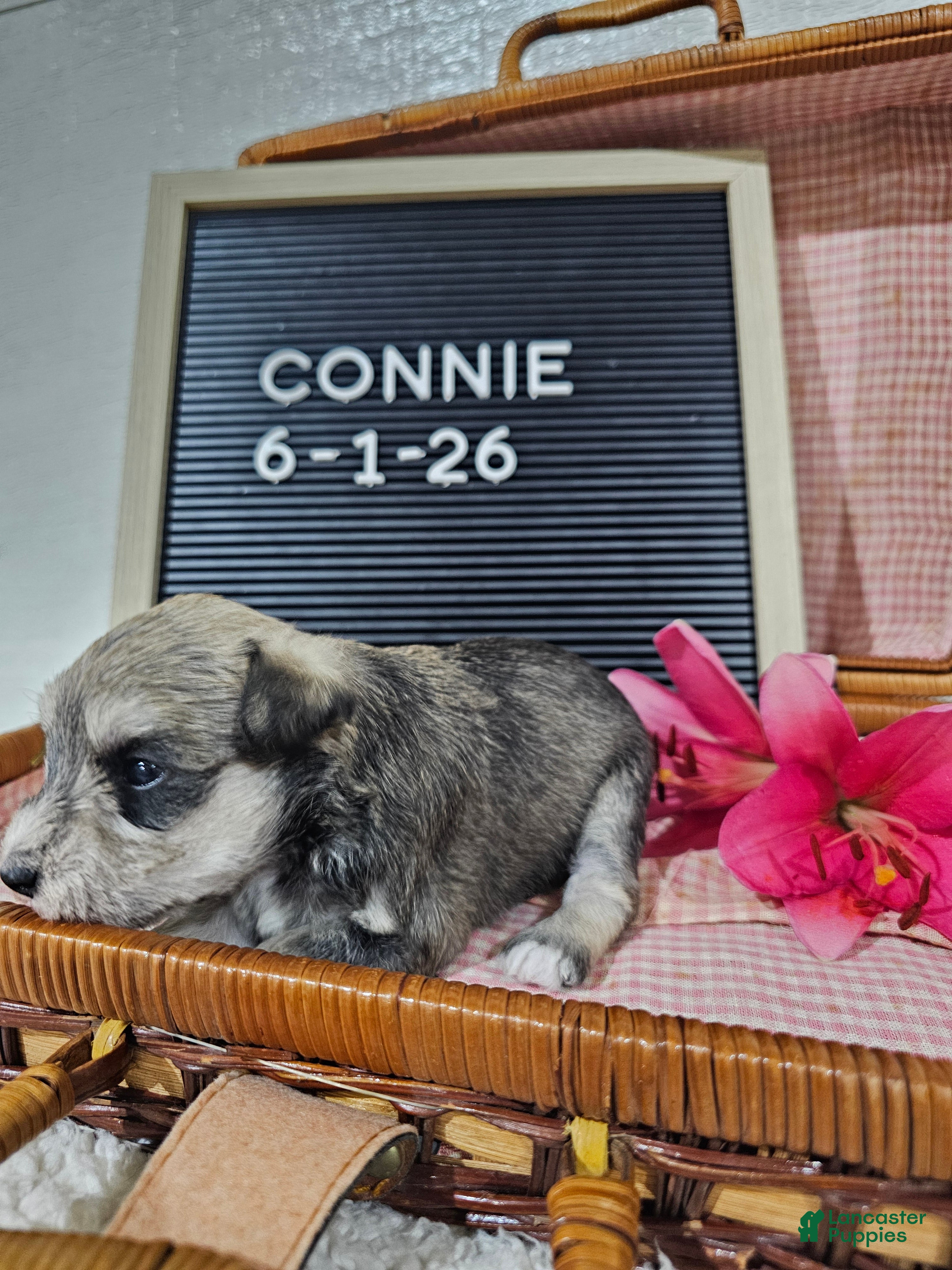 Miniature Schnauzer dogs Connie - Ad 2