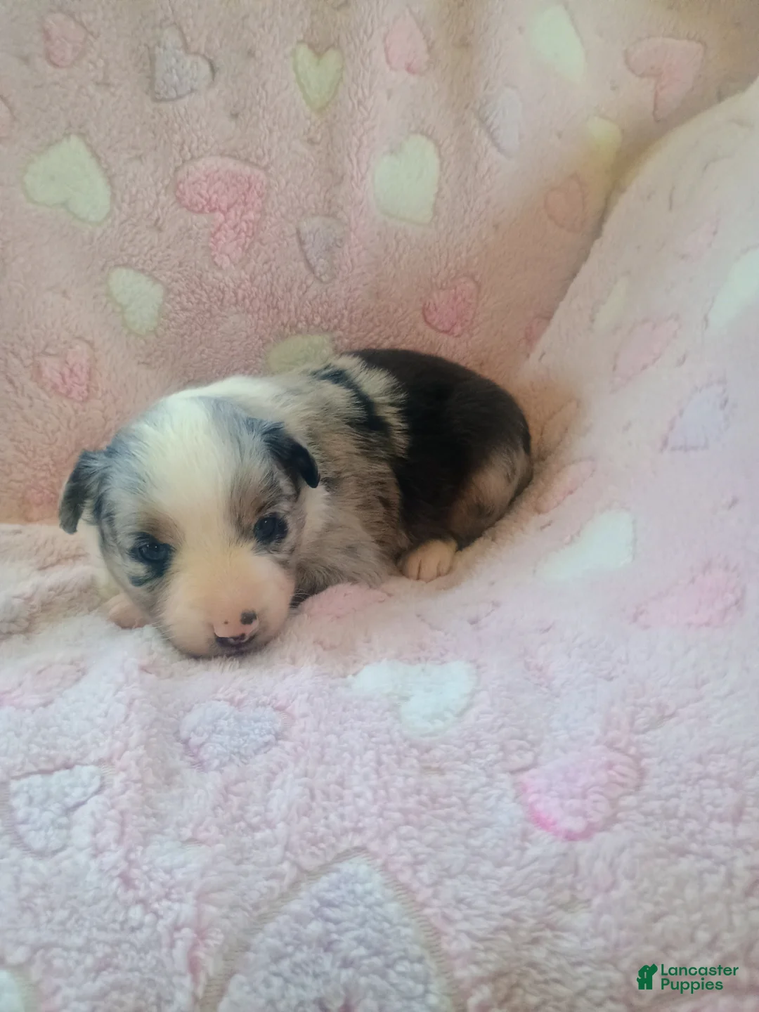 Toy Australian Shepherd dogs for sale: Toy Australian Shepherd Puppy 4 - Ad 1