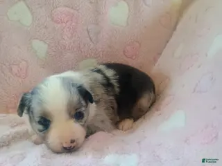 Toy Australian Shepherd dogs Toy Australian Shepherd Puppy 4 - Ad 10