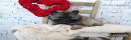 Keeshond dogs for sale: Titus - Ad 10