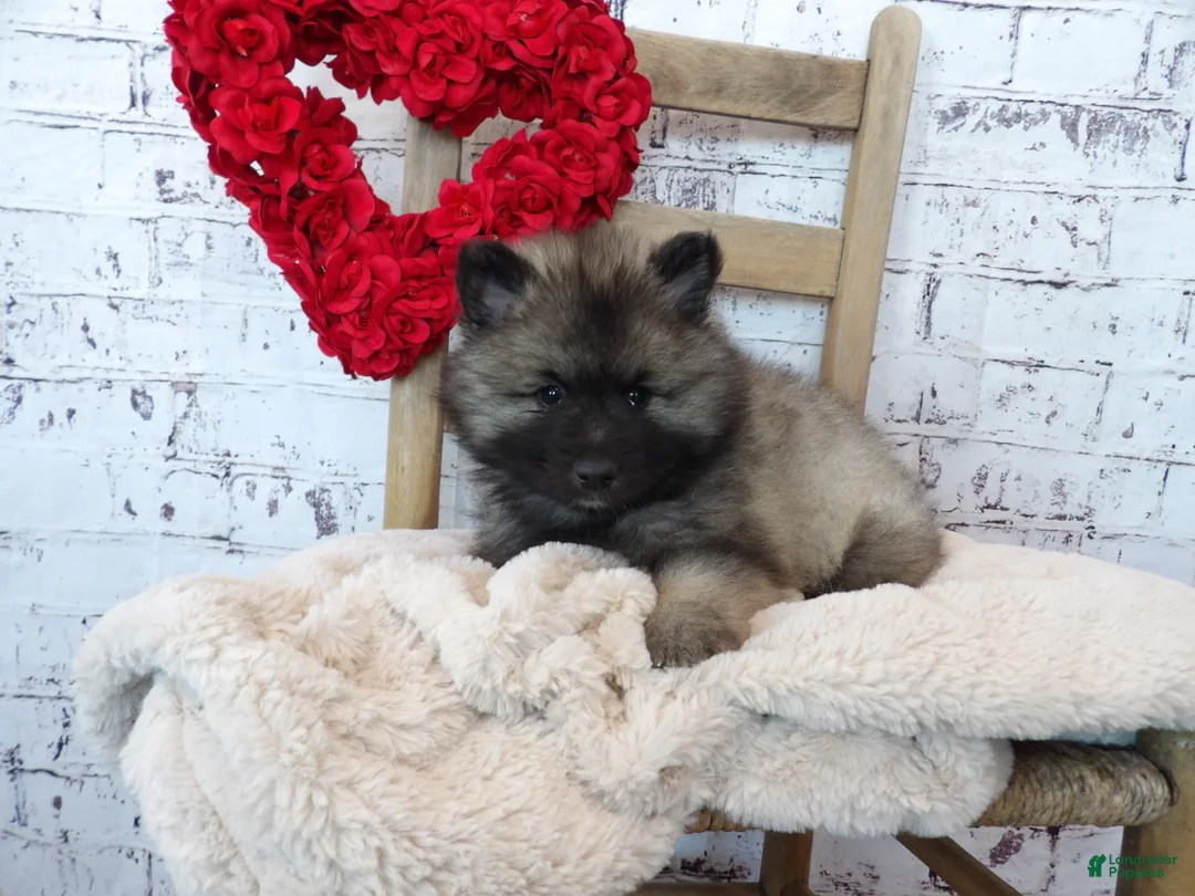 Keeshond dogs for sale: Titus - Ad 10