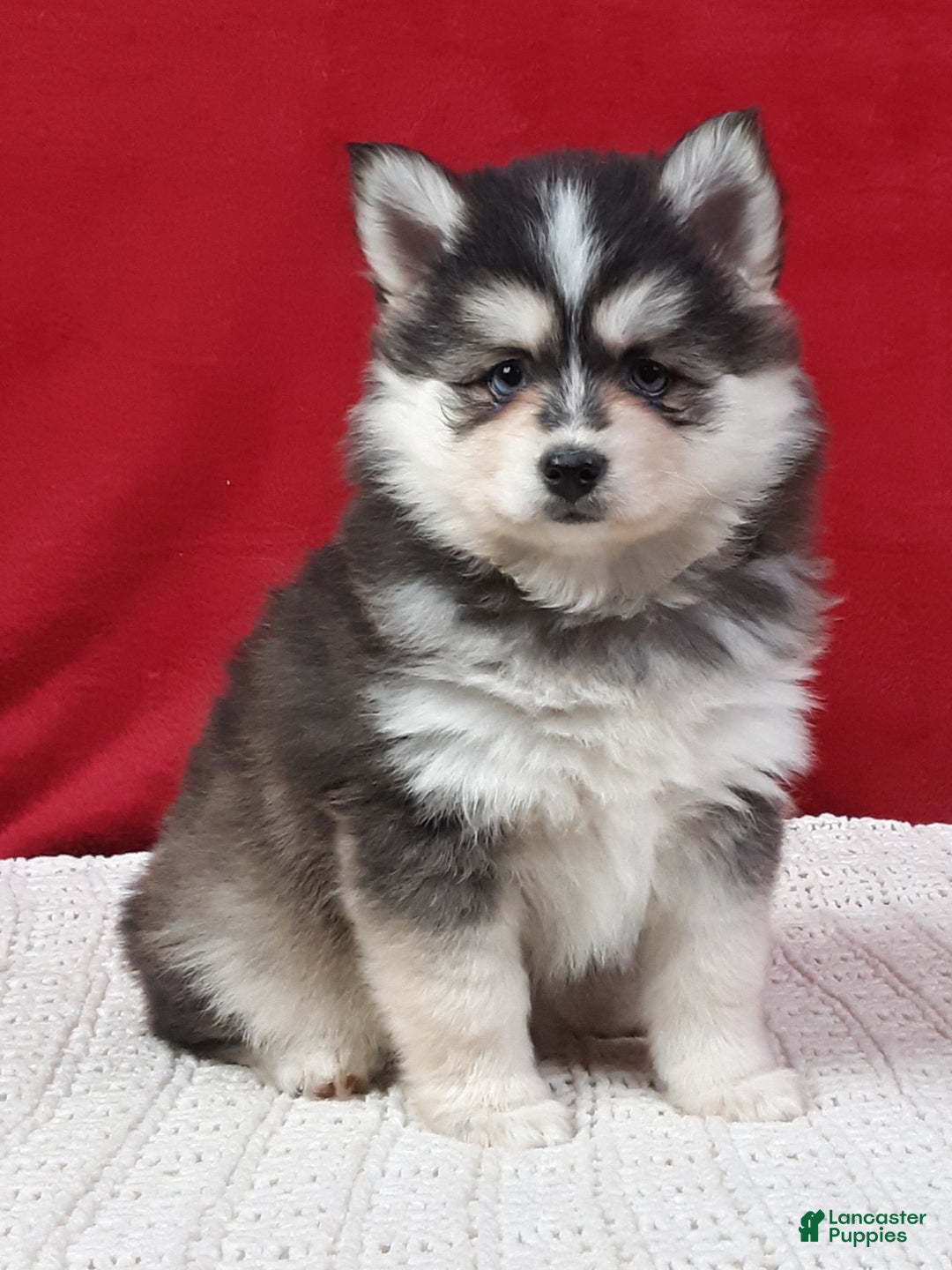 Pomsky dogs for sale: Paisley  - Ad 3