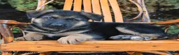 German Shepherd dogs for sale: Duke - Ad 3