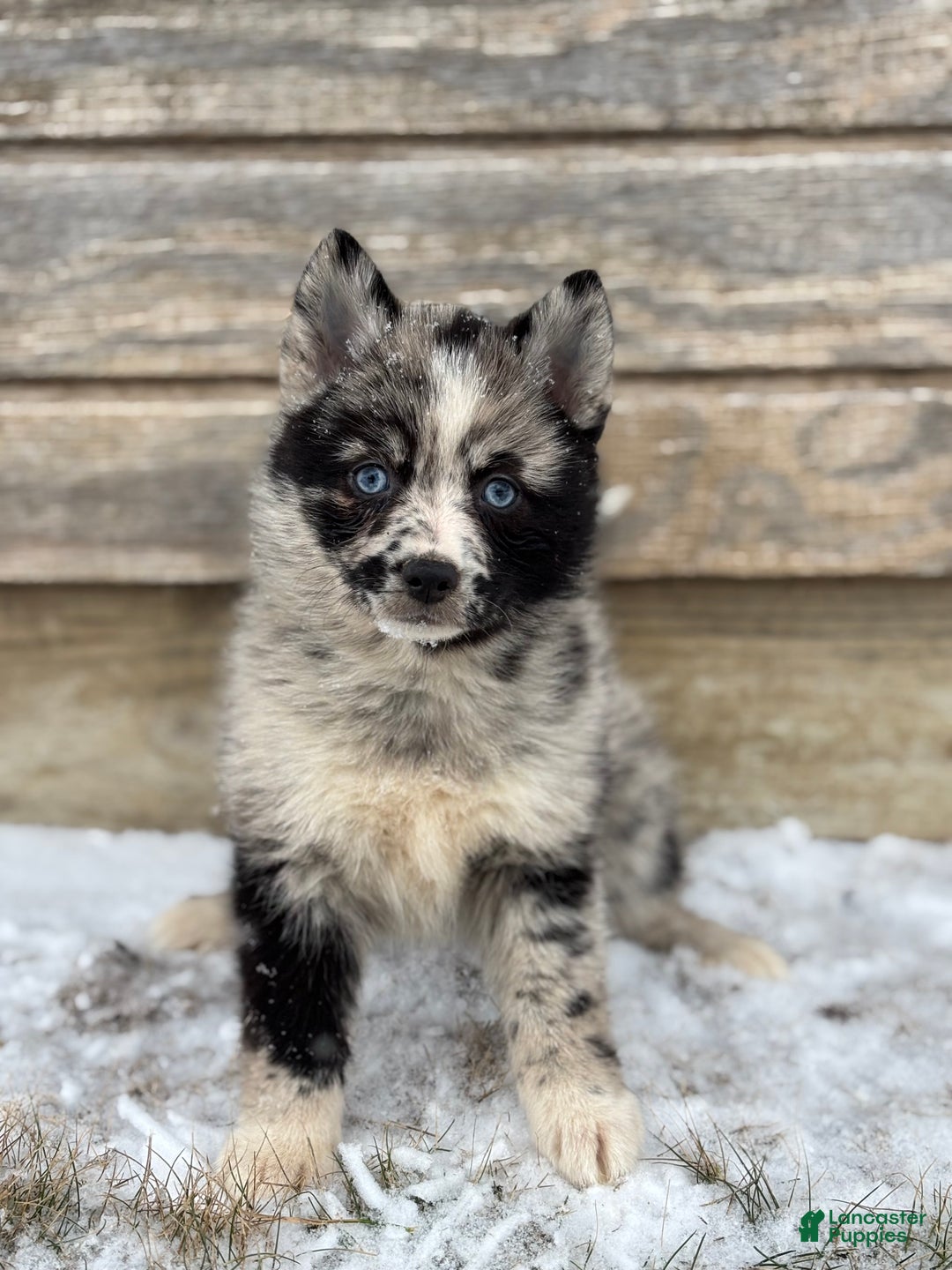 Pomsky dogs for sale: Gemma - Ad 4