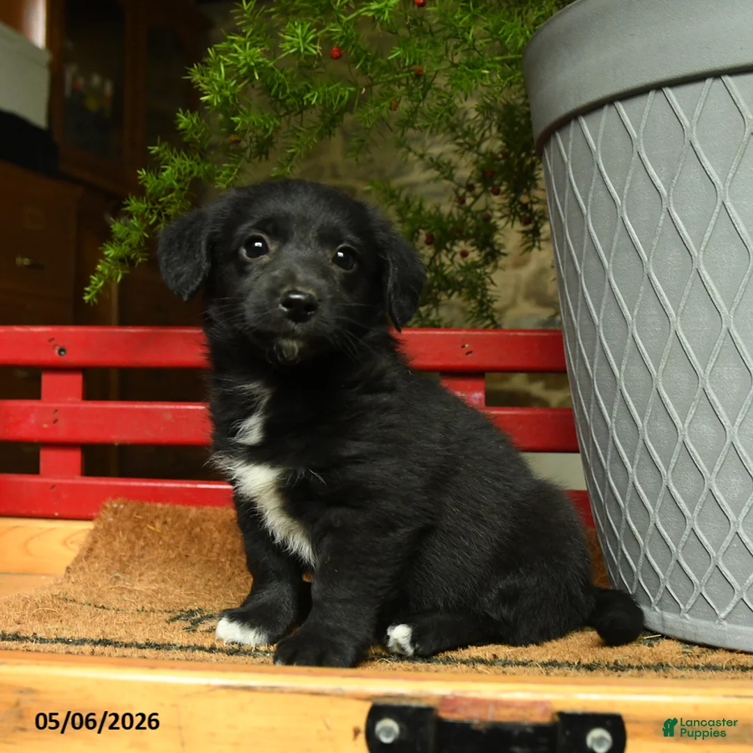 Corgipoo dogs for sale: Falcon - Ad 3