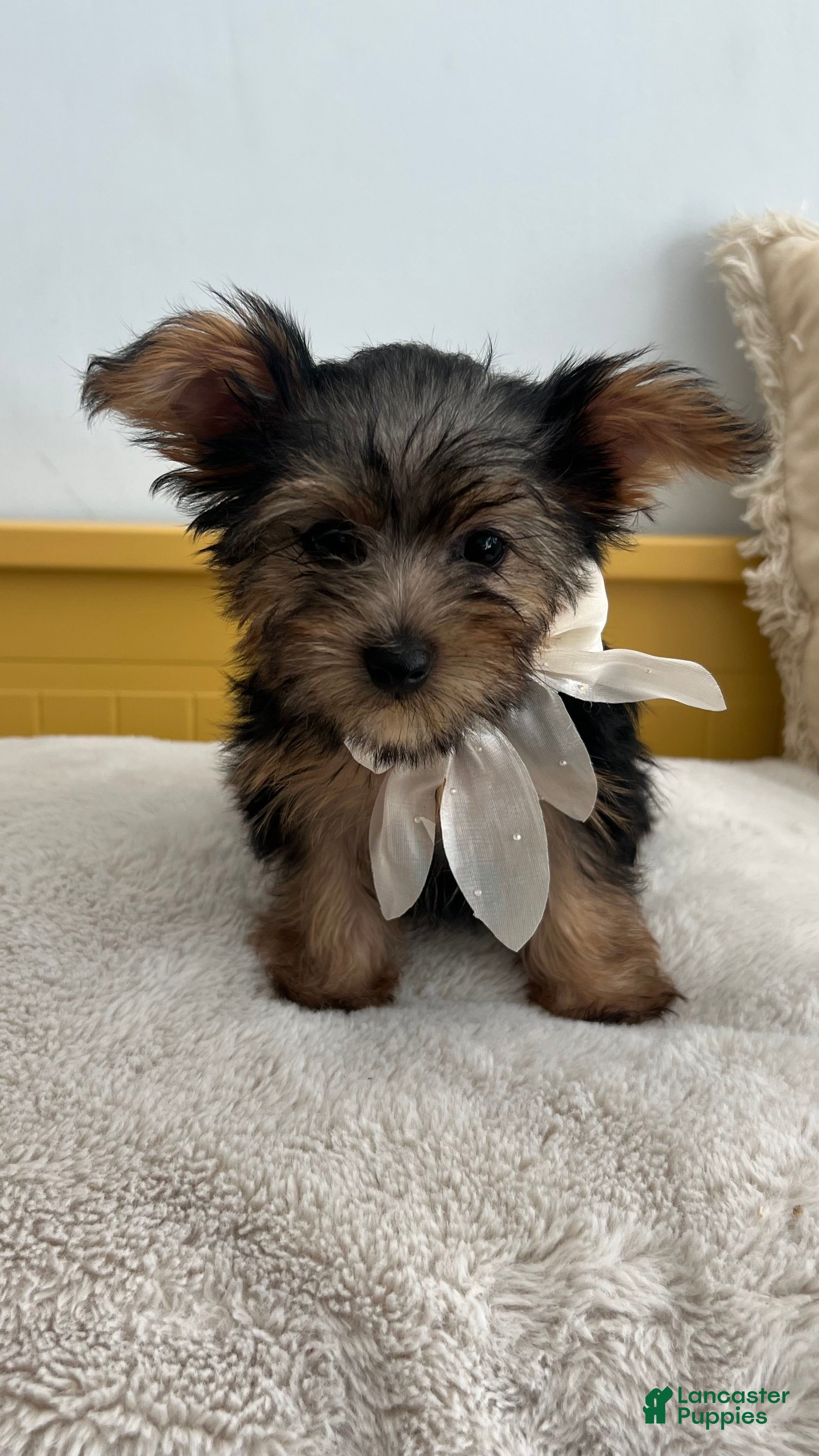 Yorkshire Terrier dogs Yorkshire Terrier 3 - Ad 37