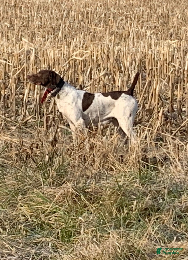 German Shorthaired Pointer dogs German Shorthaired Pointer Puppy 1 - Ad 2