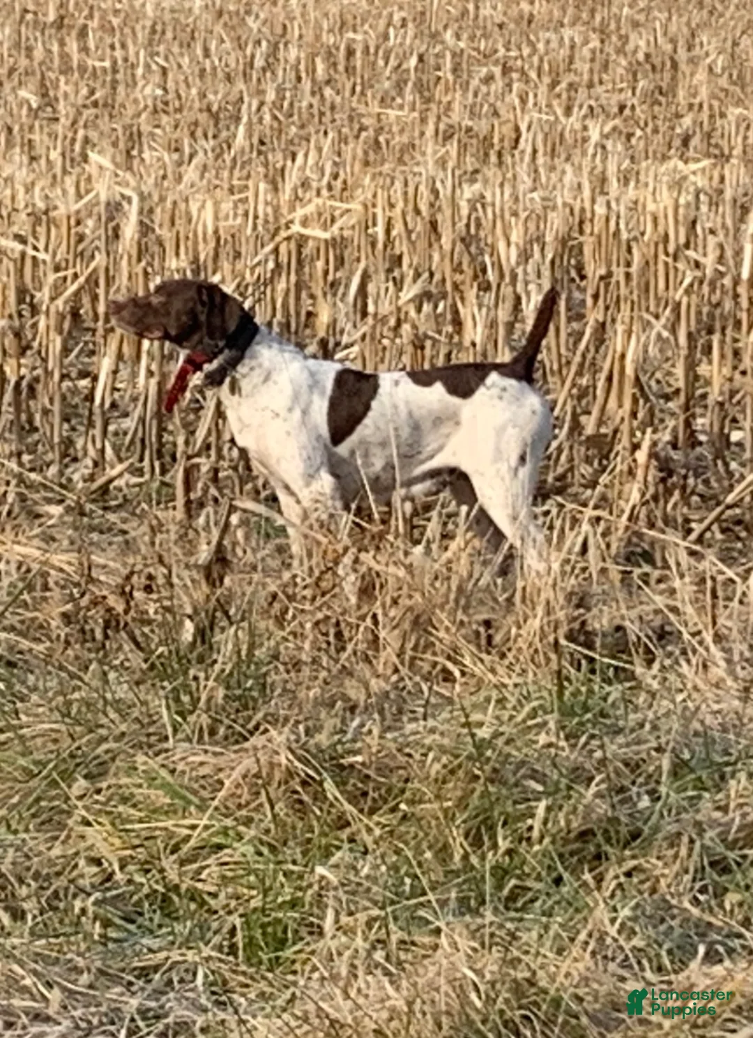 German Shorthaired Pointer dogs for sale: German Shorthaired Pointer Puppy 4 - Ad 2