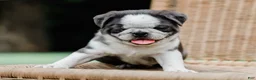 Pug dogs for sale: Jareb - Ad 3