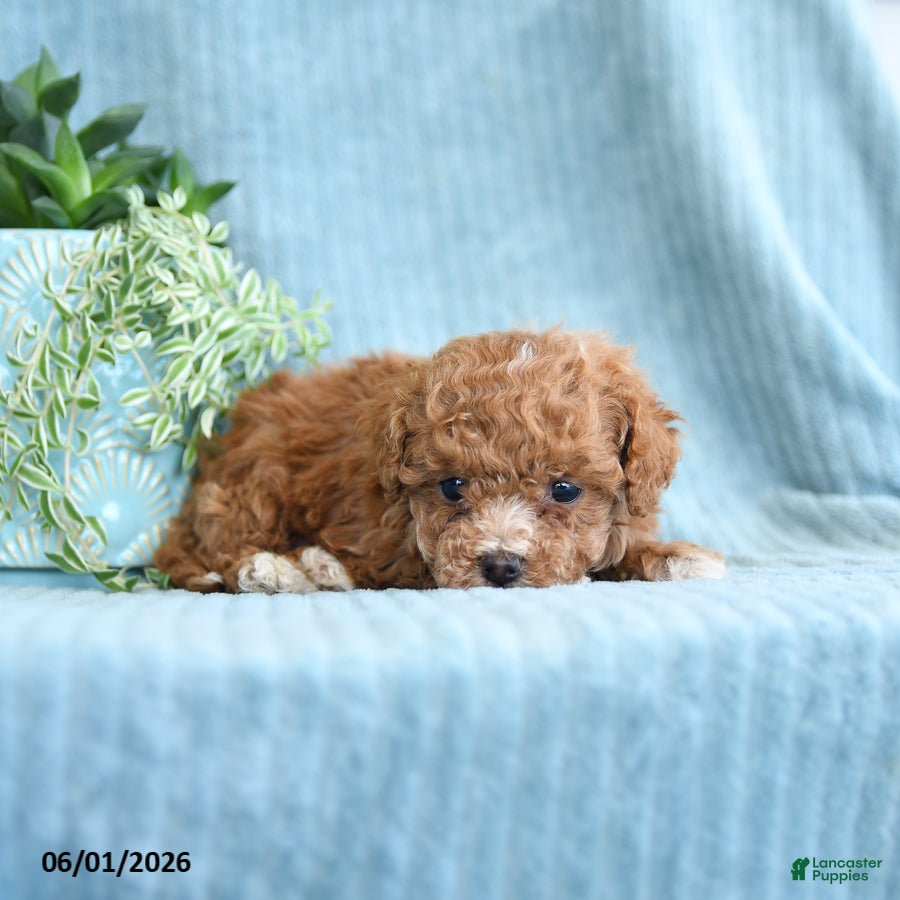 Toy Poodle dogs Raindrop - Ad 2