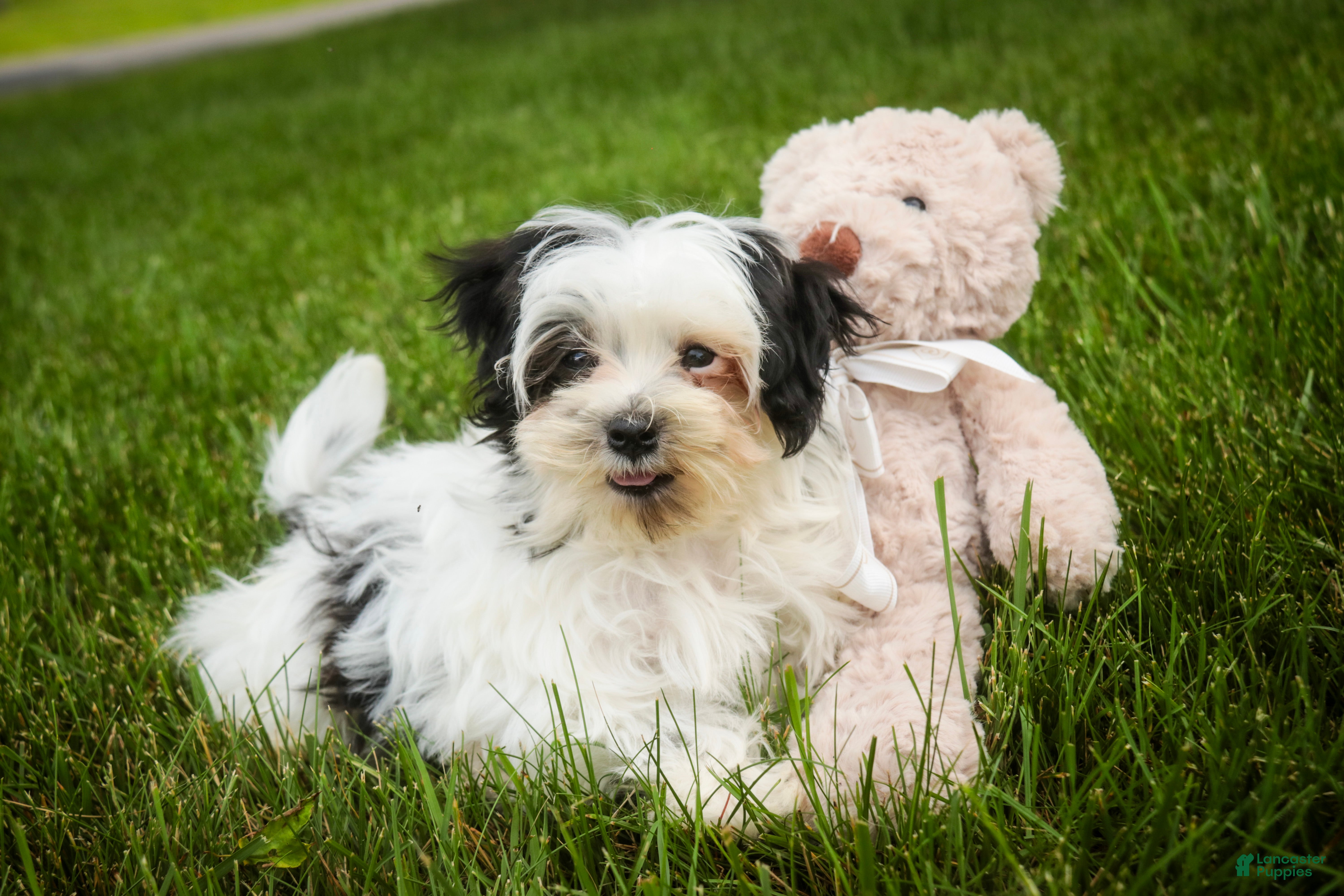 Havanese dogs Precious - Ad 1