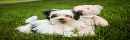 Havanese dogs for sale: Precious - Ad 1