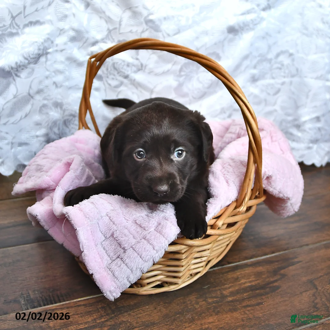 Labrador Retriever dogs for sale: Lucy - Ad 1