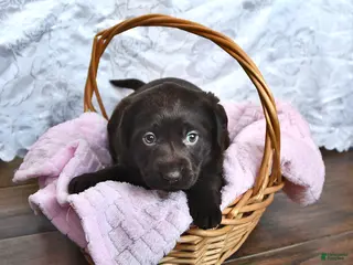 Labrador Retriever dogs Lucy - Ad 40