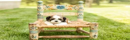 Shih Tzu dogs for sale: Gunner - Ad 2