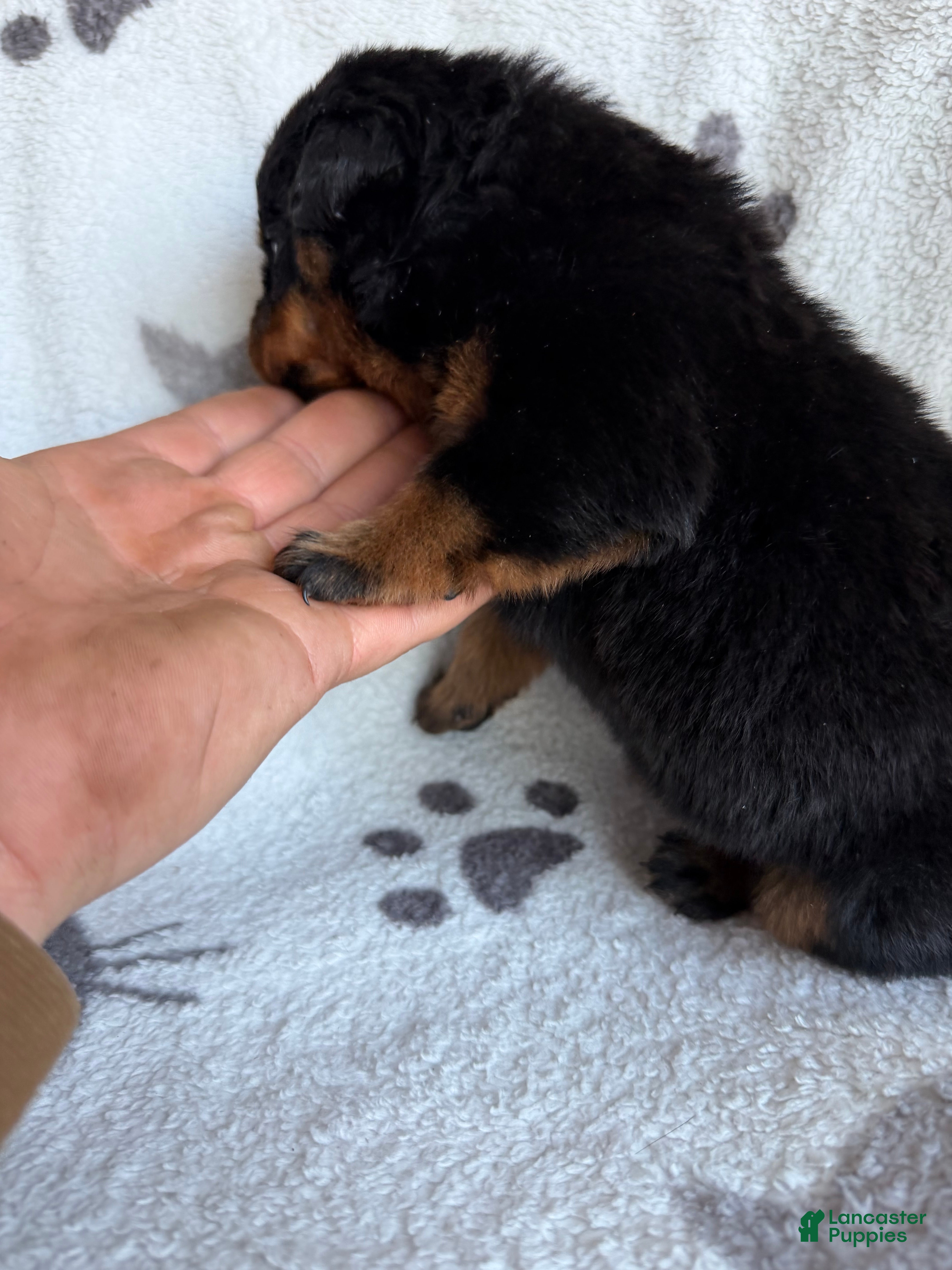 Rottweiler dogs Sky - Ad 5