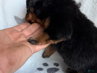 Rottweiler dogs Sky - Ad 5