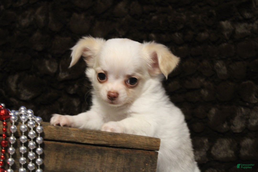 Chihuahua dogs for sale: Creamy - Ad 2