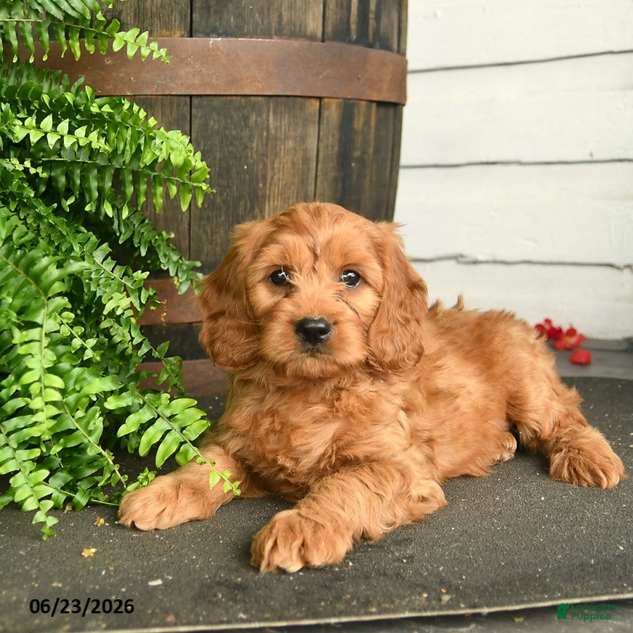 Cavapoo dogs Tyrian - Ad 1