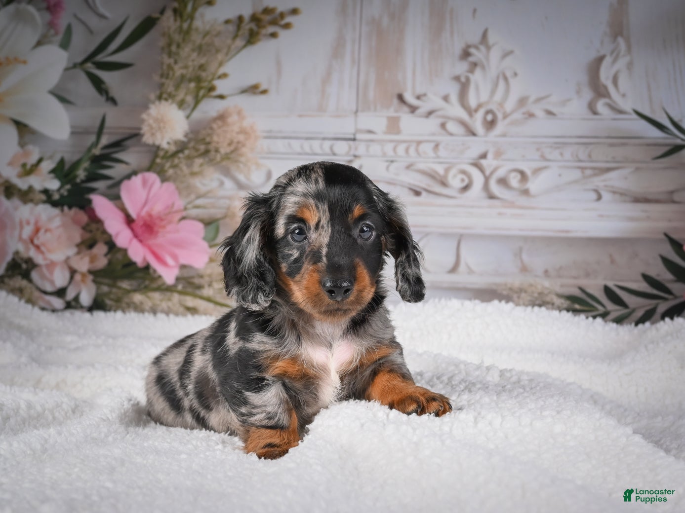 Miniature Dachshund dogs Leo - Ad 1