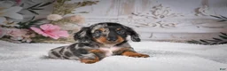 Miniature Dachshund dogs for sale: Leo - Ad 1
