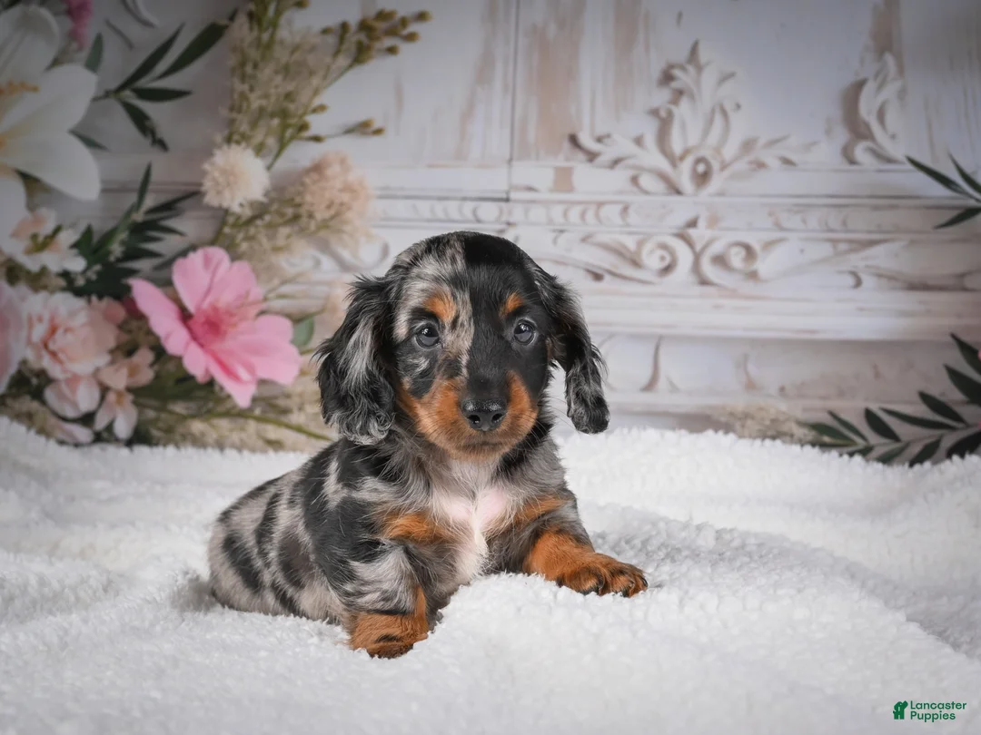 Miniature Dachshund dogs for sale: Leo - Ad 1