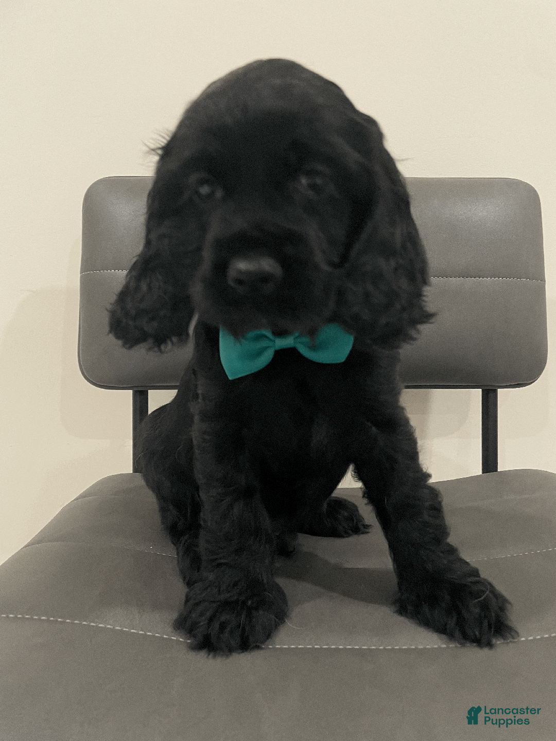 Cocker Spaniel dogs for sale: Cocoa  - Ad 4